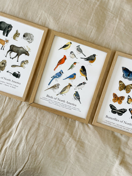 Animal's of North America Poster | Homeschool Print | Nature Study | Woodland Nursery Decor | nature print | Woodland Animal Nature Art