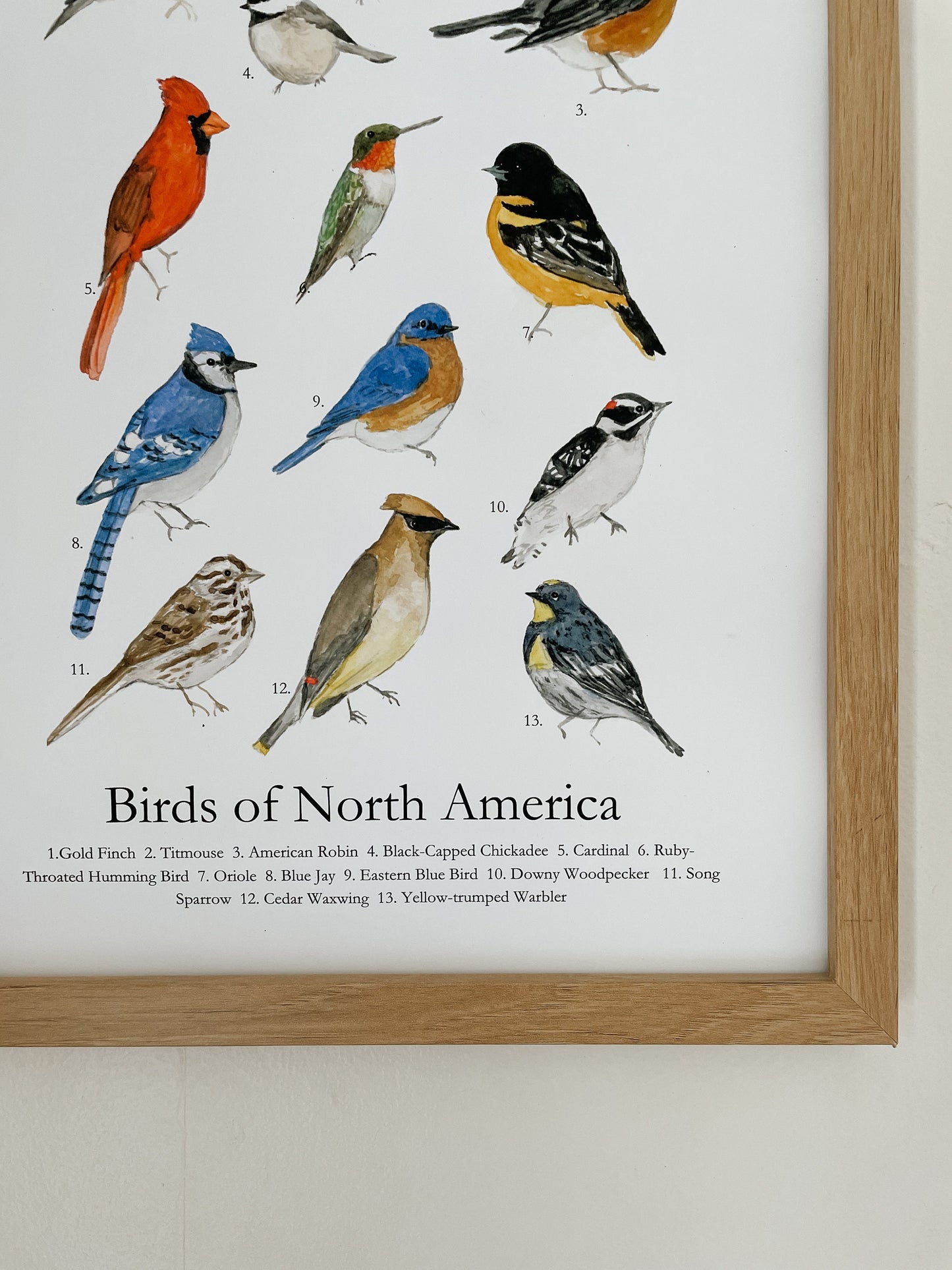 North American Bird Poster | Backyard Birds of North America Poster | Watercolor Birds | Nursery Wall Art | Play room Decor |