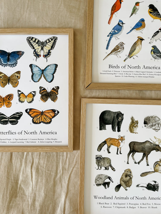 Animal's of North America Poster | Homeschool Print | Nature Study | Woodland Nursery Decor | nature print | Woodland Animal Nature Art